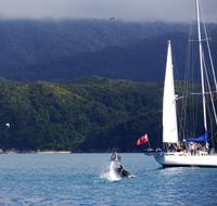 Abel Tasman Nationalpark