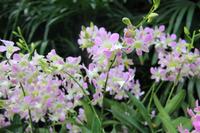 Singapur - Alter Botanischer Garten