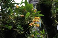 Singapur - Alter Botanischer Garten