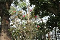 Singapur - Gardens by the Bay