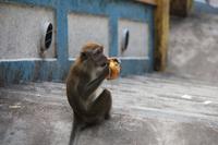 Kuala Lumpur - Batu Höhlen