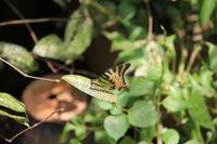Kuala Lumpur - Schmetterlingsgarten