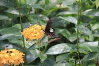 Kuala Lumpur - Schmetterlingsgarten