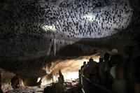 Langkawi - Bootsfahrt in den Mangroven