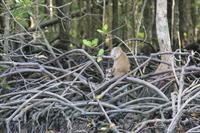 Langkawi - Bootsfahrt in den Mangroven