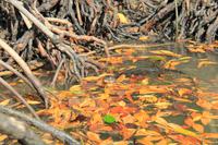 Langkawi - Bootsfahrt in den Mangroven