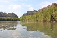 Langkawi - Bootsfahrt in den Mangroven