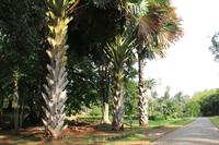 Sri Lanka - Botanischer Garten in Kandy