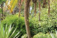 Sri Lanka - Botanischer Garten in Kandy