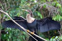 Vögel Costa Ricas
