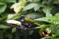 Vögel Costa Ricas