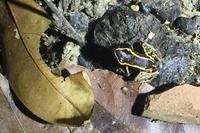 Frosch: Gestreifter Baumsteiger