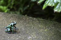 Frosch: Goldbaumsteiger