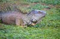 Leguan