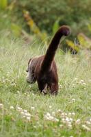 Nasenbär von hinten :-)