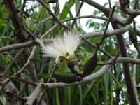 Cienfuegos - Jardin Botanico Soledad
