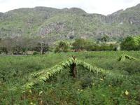 Vinales Tal - Tabakpflanzung