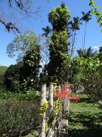 Soroa - Orchideengarten