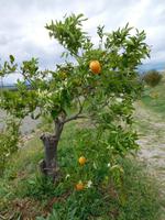 Juanito Orange4