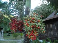 New Emerald Cove Hotel auf Praslin