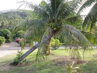 Palme