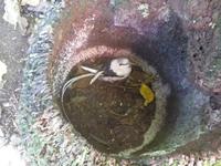 Ausflug Drei Inseln: Cousin, Curieuse und St. Pierre