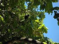 Ausflug Drei Inseln: Cousin, Curieuse und St. Pierre