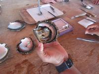 Die geöffnete Perlmuschel