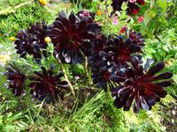 Quinta do Palheiro - Aonium- Pflanze