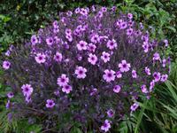 Quinta do Palheiro - madairische Storchschnabel-Pflanze