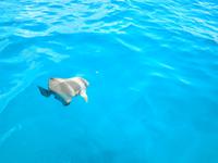 Ausflug auf Sister und Coco - Islands