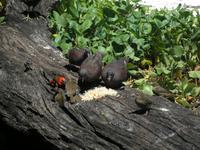 Aride Island - Ausflug zum Vogelschutzreservat