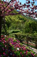 057 Meran, Garten und Schloss Trautmannsdorf