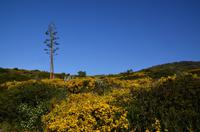 135 Korsika, Maggia am Pointe de la Parata