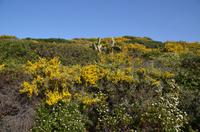 137 Korsika, Maggia am Pointe de la Parata