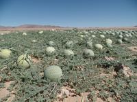 Singlereise Namibia – Wilde Wassermelonen beim Garub-Wasserloch für Wildpferde