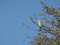 Singlereise Namibia – Rotkopfpapagei auf der Farm Dabis