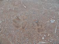 Singlereise Namibia – Hyänenspuren in der Namib Wüste