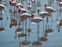 Singlereise Namibia – Flamingos in Walvis Bay