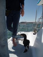 Singlereise Namibia – Katamaranfahrt