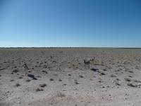 Singlereise Namibia – Etosha Nationalpark
