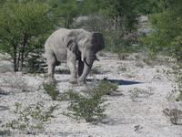 Singlereise Namibia – Etosha Nationalpark