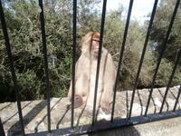 Gibraltar und die Berberaffen