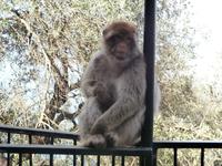 Gibraltar und die Berberaffen