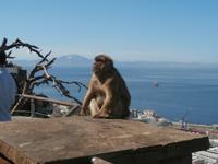 Gibraltar und die Berberaffen