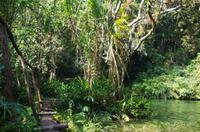 Wanderung im tropischen Wald