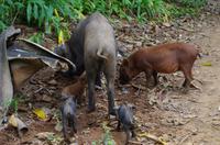 Wanderung im tropischen Wald