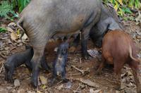 Wanderung im tropischen Wald