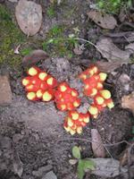 IMG_5447 gemeiner Zistrosenwürger