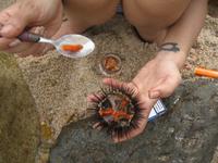 IMG_5479 Seeigel zum sofortigen Verzehr